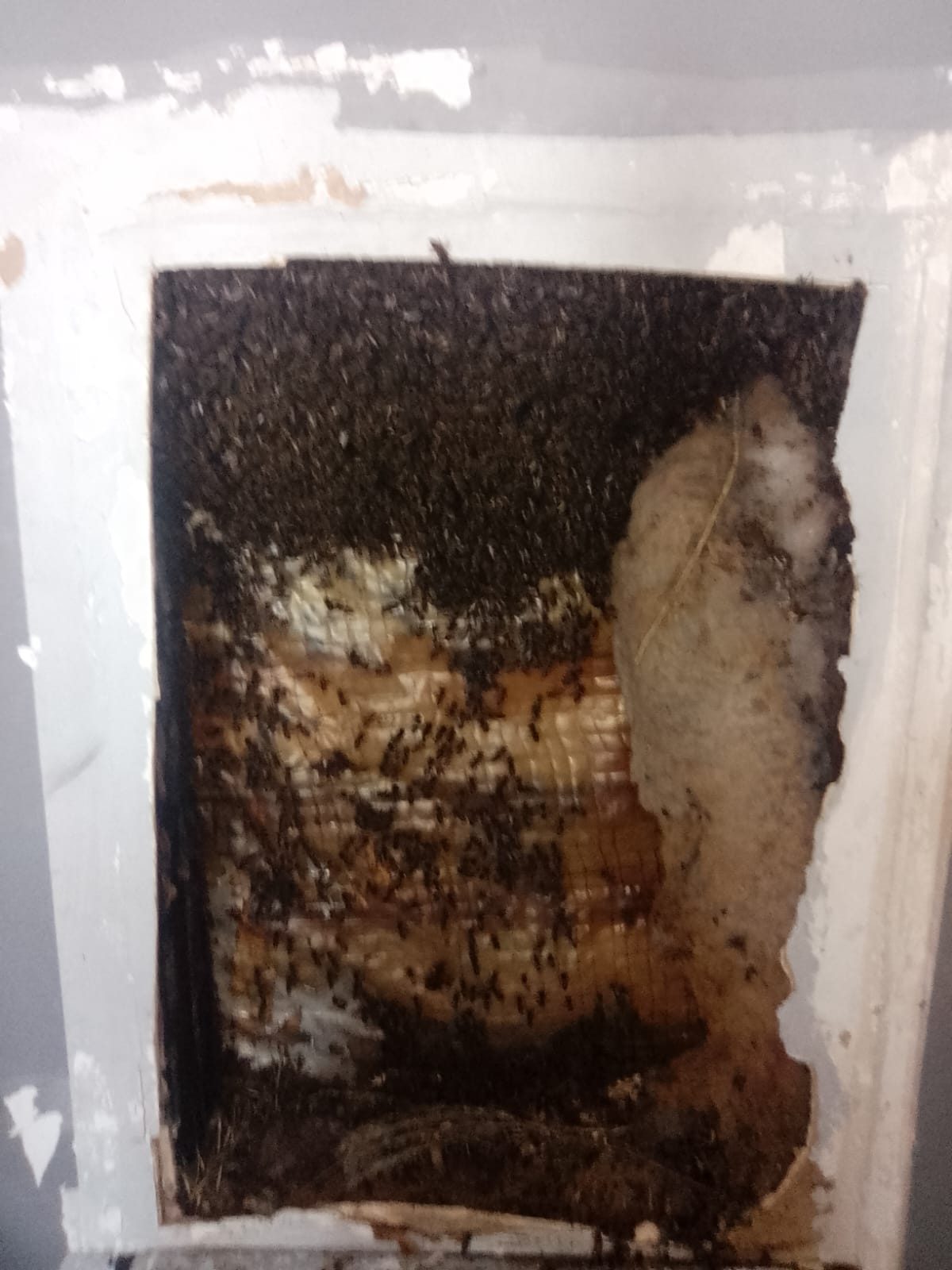 Honeycomb slab exposed inside a wall cavity during bee removal