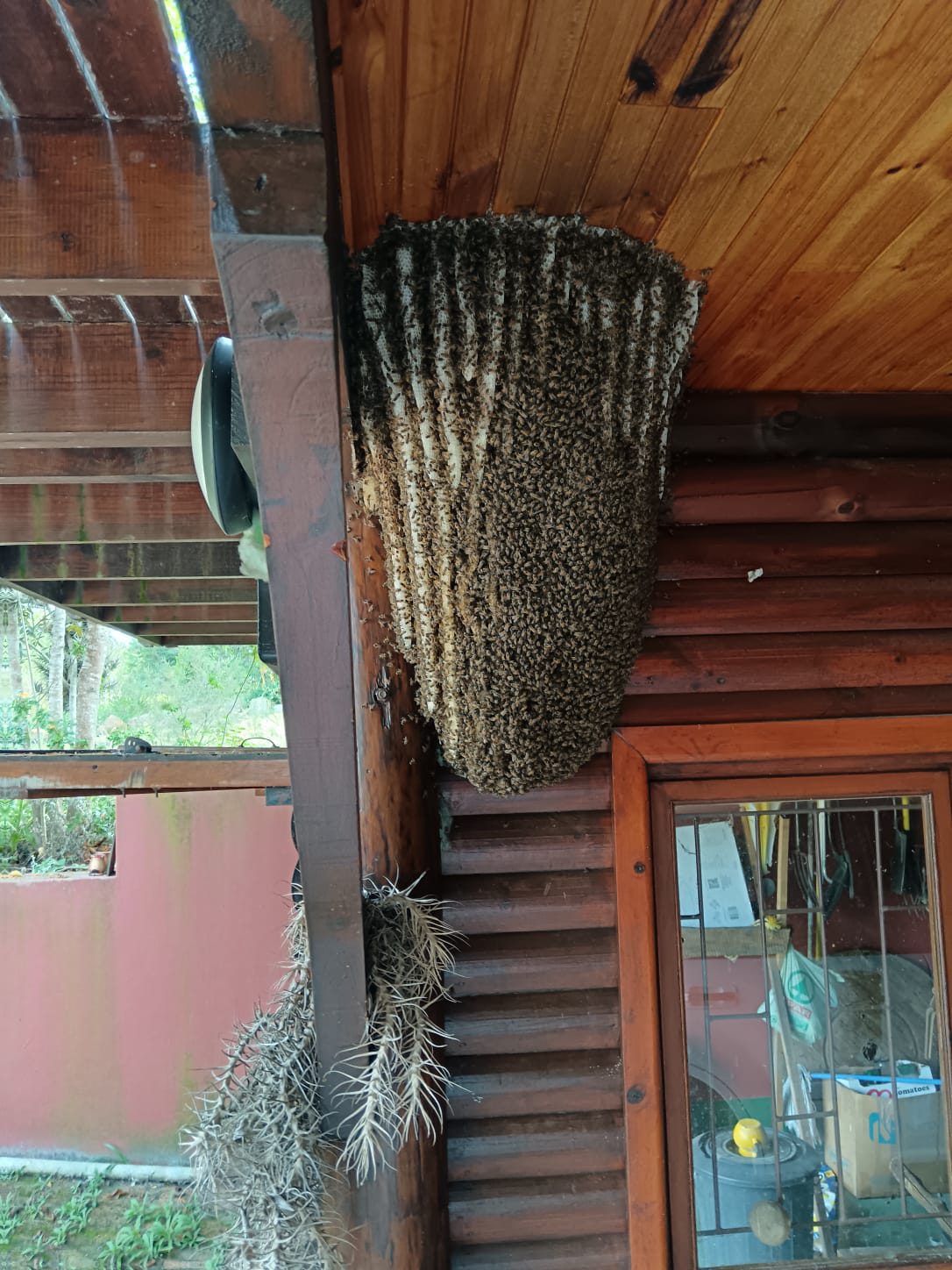 Bee swarm and hive on a porch beam — Beeman Bee Removals, Knysna