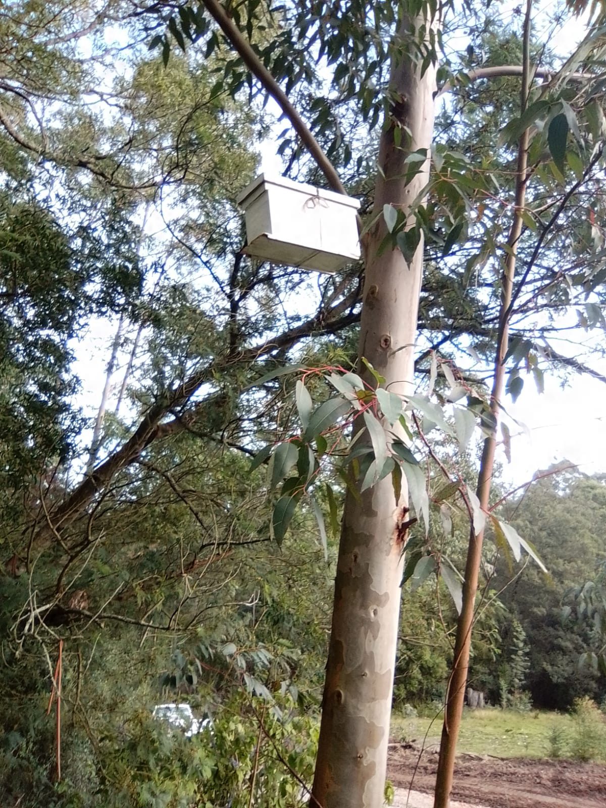 Swarm trap bait box hung in a tree for humane bee relocation